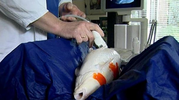 Keine gewöhnliche Tierarztpraxis: Fischarzt Keine gewöhnliche Tierarztpraxis: Fischarzt