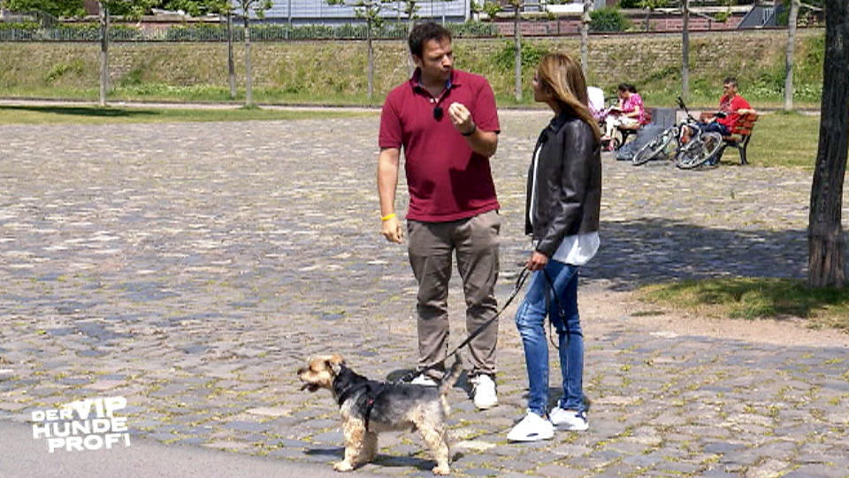 Training mit dem unberechenbaren Terrier Training mit dem unberechenbaren Terrier