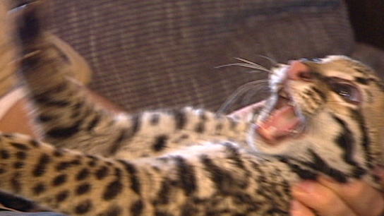 Ozelotbaby "Cleo" - ein wilder Geselle Ozelotbaby "Cleo" - ein wilder Geselle
