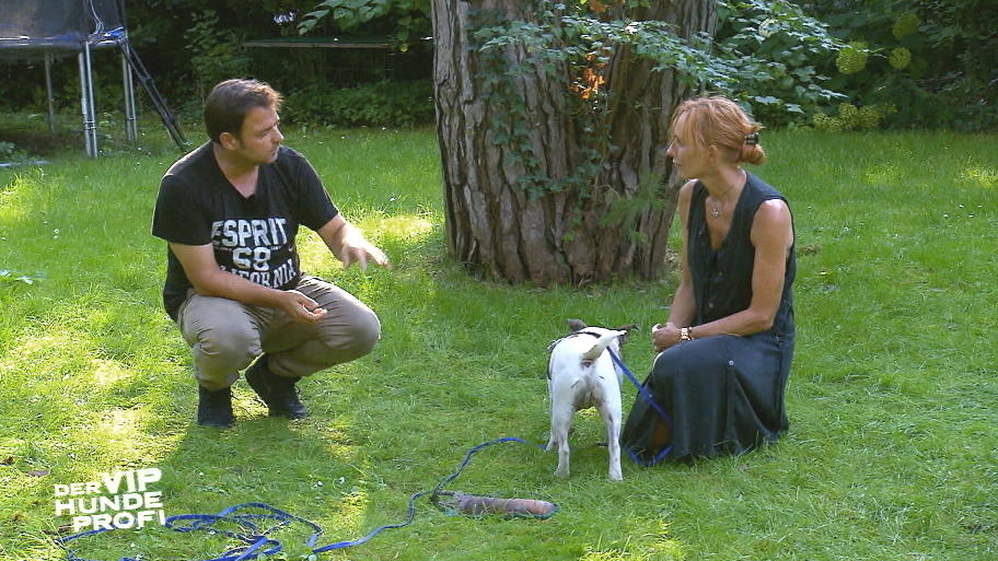 Mopsmischling Hugo macht gerne auf dicke Hose Mopsmischling Hugo macht gerne auf dicke Hose