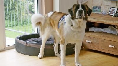Moses muss zur Ruhe kommen Moses muss zur Ruhe kommen