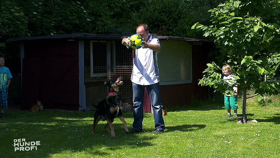 Mischling Tyson schreddert jeden Ball! Mischling Tyson schreddert jeden Ball!