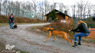 Alexandra ist mit Dogge Krümel völlig überfordert Alexandra ist mit Dogge Krümel völlig überfordert