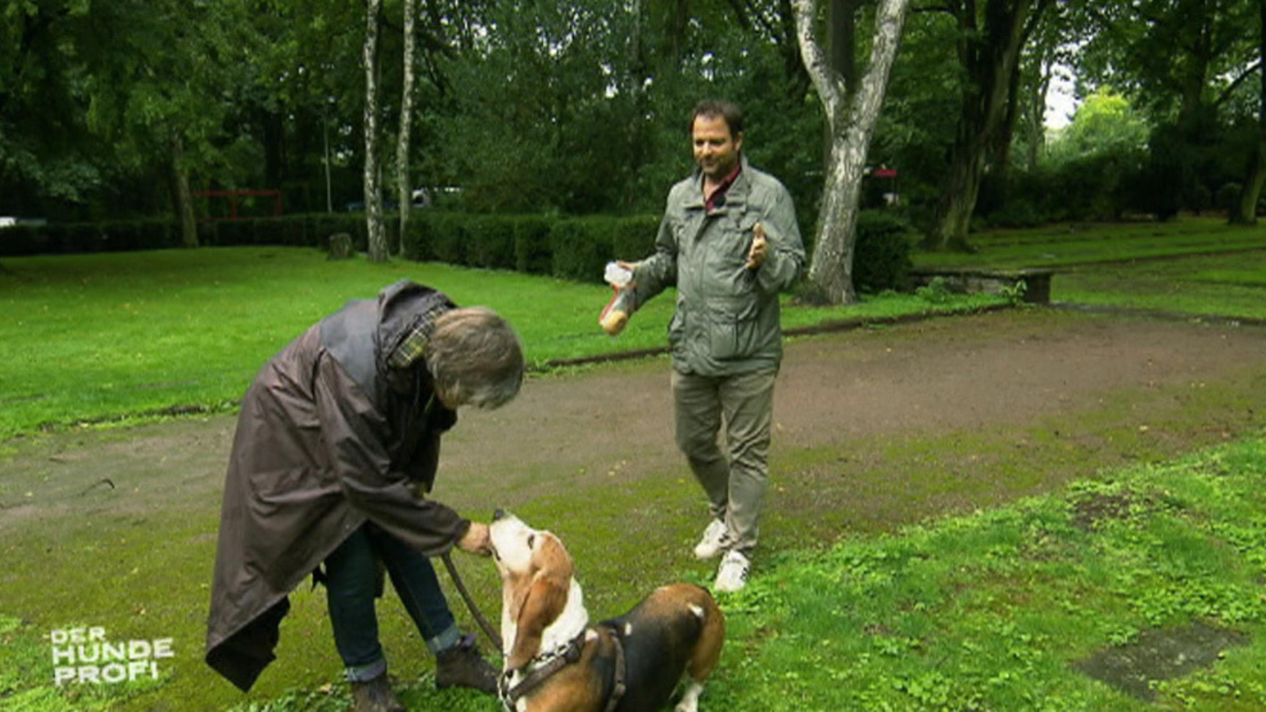 Training mit dem verfressenen Basset Lehmann Training mit dem verfressenen Basset Lehmann