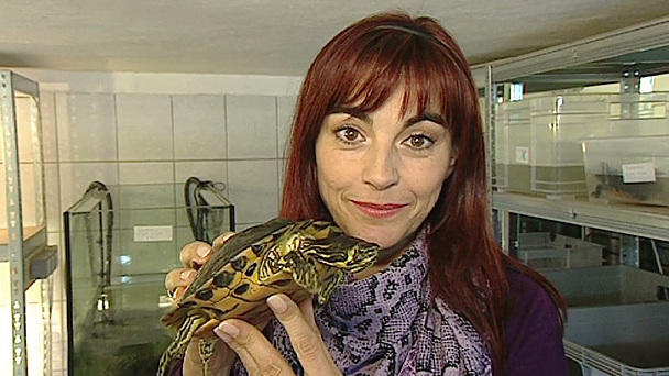 Schildkröten auf Eis Schildkröten auf Eis