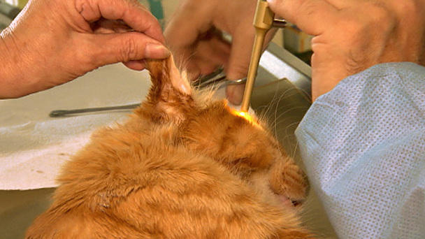 Dr. Wolf: Ohr-OP bei einem Maine Coon Kater Dr. Wolf: Ohr-OP bei einem Maine Coon Kater