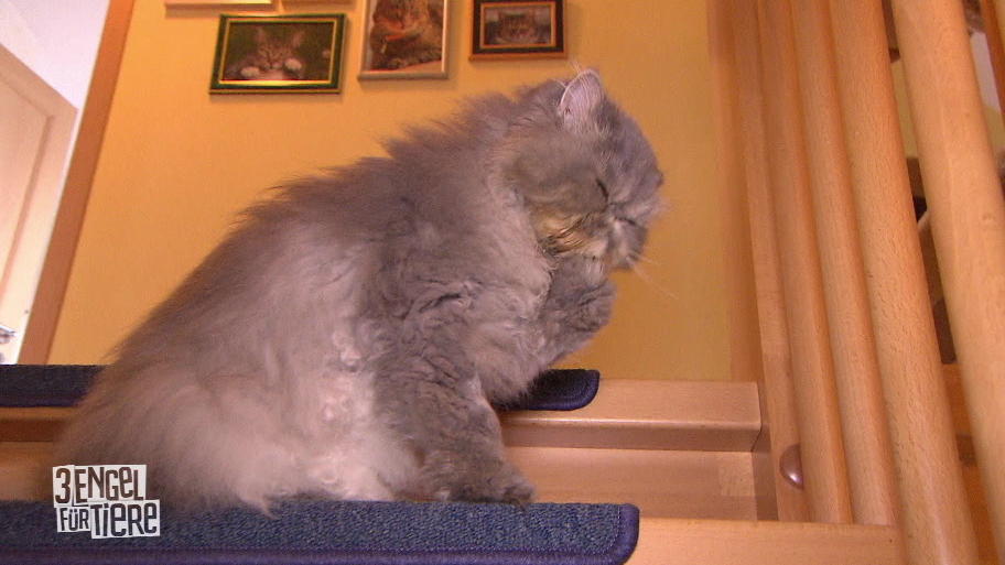 Katze Krümel muss zwangsernährt werden! Katze Krümel muss zwangsernährt werden!
