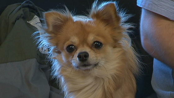 Chihuahua Norbert: Klein aber oho! Chihuahua Norbert: Klein aber oho!