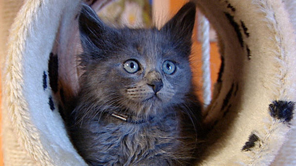 Nebelung-Katzen: Eine edle Rasse! Nebelung-Katzen: Eine edle Rasse!