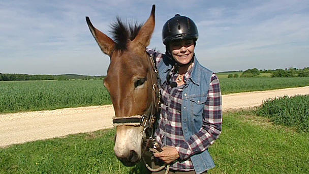 Maultiere: Das Beste von Pferd und Esel Maultiere: Das Beste von Pferd und Esel