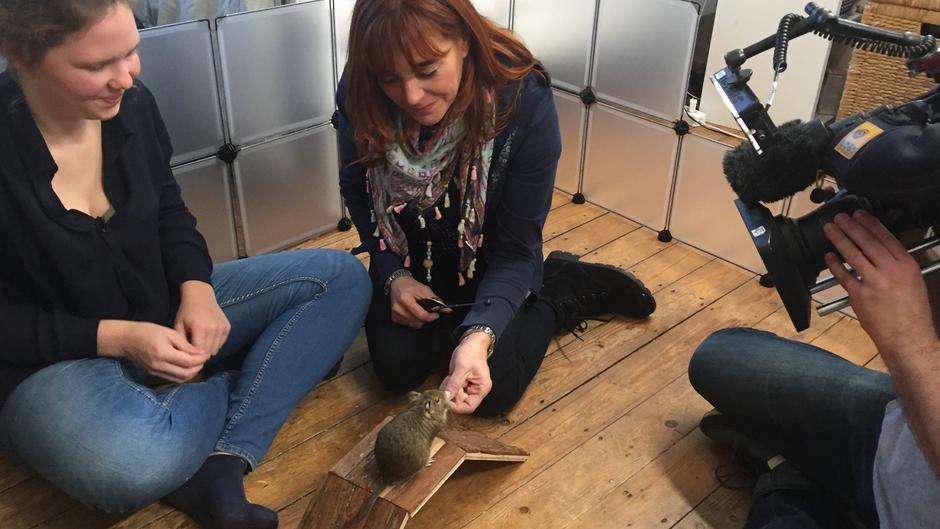 Klickertraining für intelligente Nagetiere Klickertraining für intelligente Nagetiere