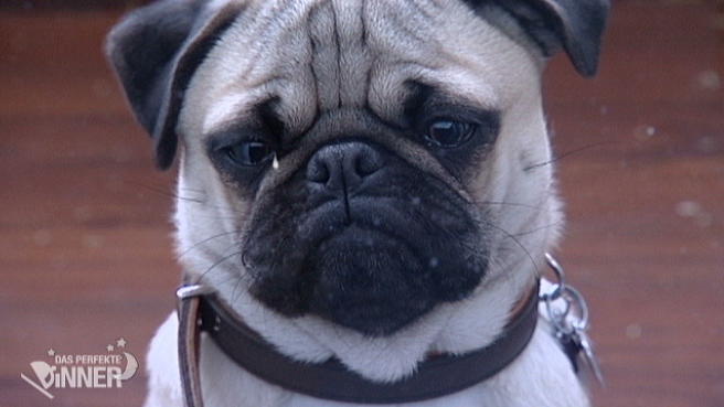 Und wo bleibt der Mops? Und wo bleibt der Mops?