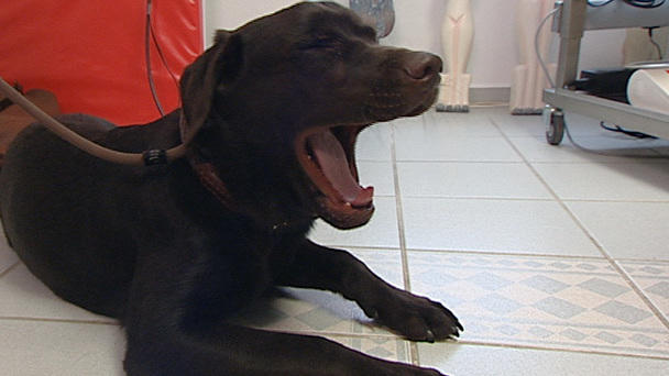 Ein Labrador mit schweren Augenproblemen Ein Labrador mit schweren Augenproblemen