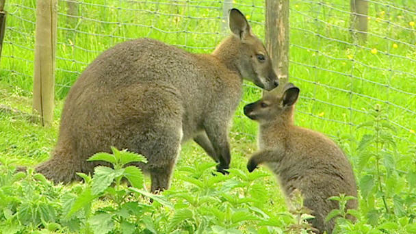 Hier sind die Kängurus los! Hier sind die Kängurus los!