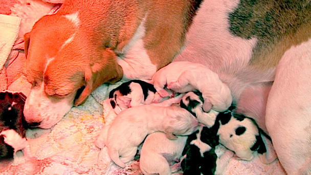 Ein Beagle kommt selten allein Ein Beagle kommt selten allein