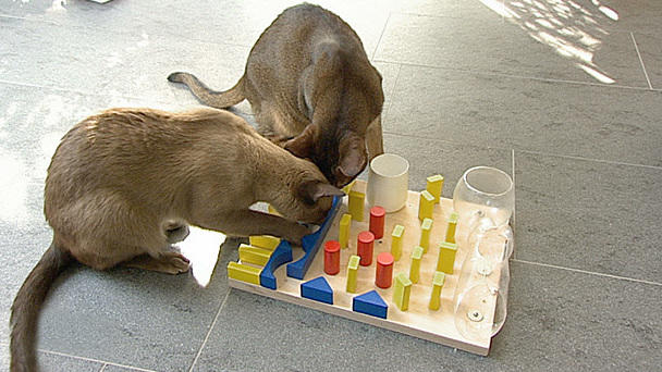 Das Katzenfummelbrett Das Katzenfummelbrett