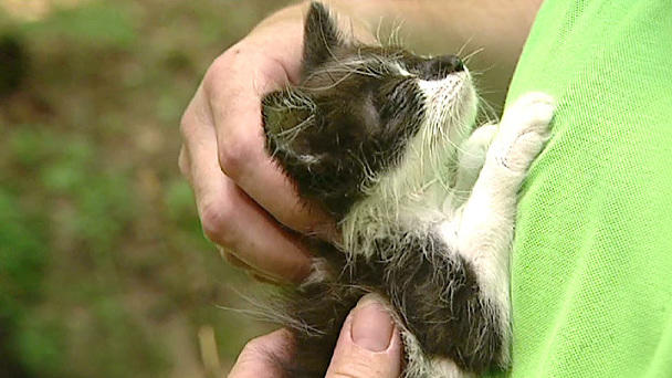 Dramatische Katzenrettung Dramatische Katzenrettung