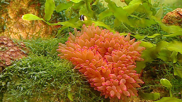 Ein bunter Strauß Blumentiere Ein bunter Strauß Blumentiere