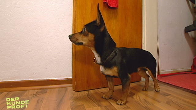 "Snoopy" allein Zuhaus... "Snoopy" allein Zuhaus...
