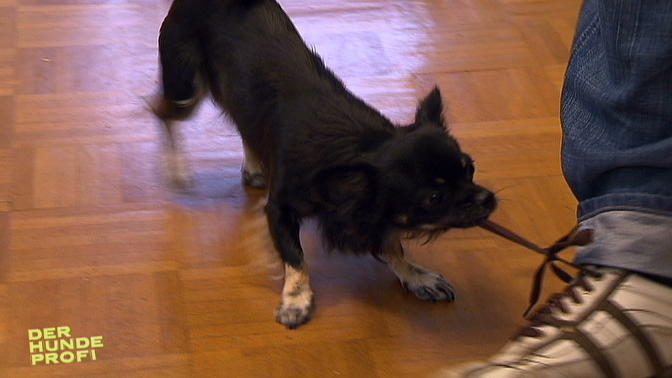 Chihuahua Luke kennt keine Grenzen Chihuahua Luke kennt keine Grenzen