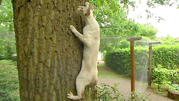 Ein perfektes Katzenleben Ein perfektes Katzenleben