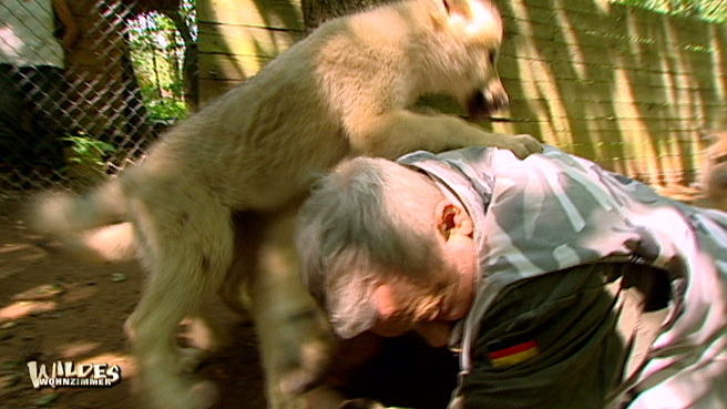 Werner schmust mit den kleinen Wolfsjungen Werner schmust mit den kleinen Wolfsjungen