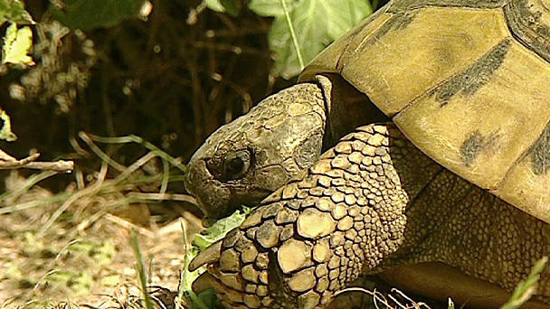 Schildkröten Schildkröten