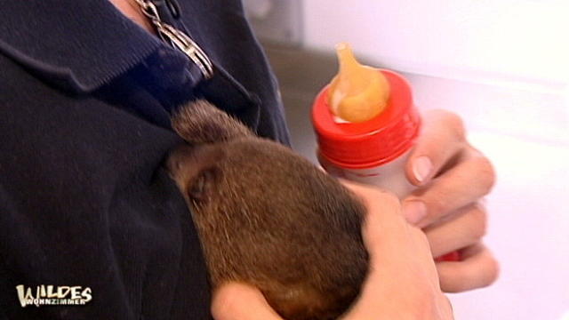 Ein Faulpelz auf dem Fahrersitz Ein Faulpelz auf dem Fahrersitz