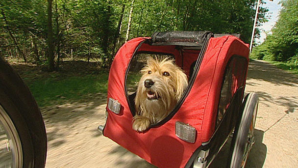Radfahren und Hund Radfahren und Hund