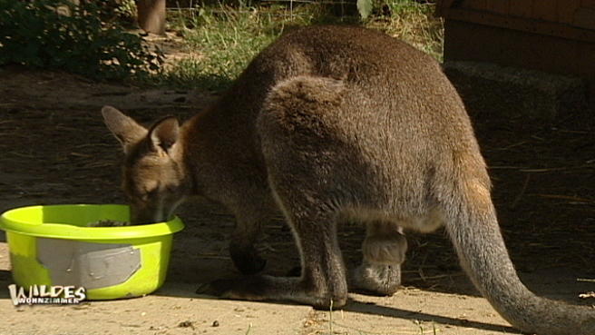 Känguru--Anatomie Känguru--Anatomie