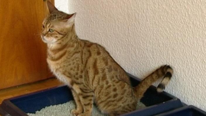 Der hundkatzemaus Test: Katzenstreu Der hundkatzemaus Test: Katzenstreu