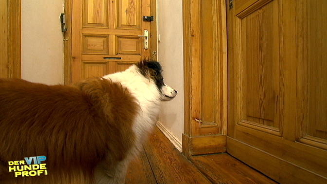 Teddy allein zu Haus, Teil 2 Teddy allein zu Haus, Teil 2