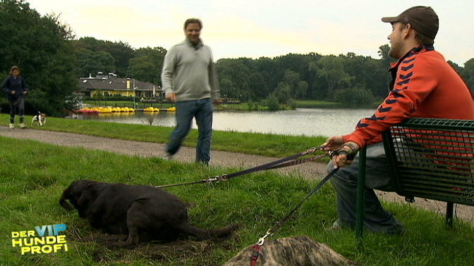 Phoebe auf Mäusejagd Phoebe auf Mäusejagd
