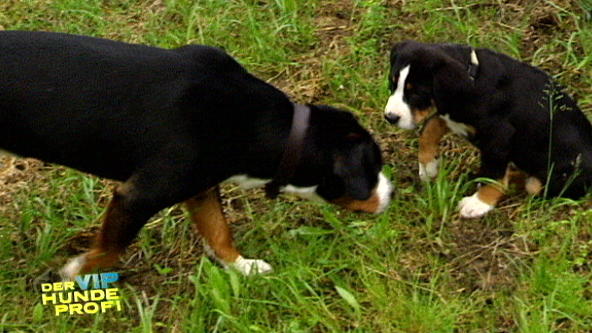 Gestatten, Macho Lupo Gestatten, Macho Lupo