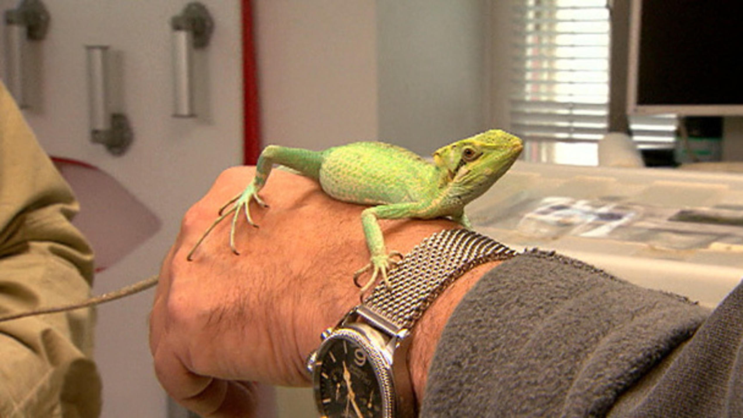 Dr. Wolf: Basilisken - kleine ungeheuerliche Reptilien Dr. Wolf: Basilisken - kleine ungeheuerliche Reptilien