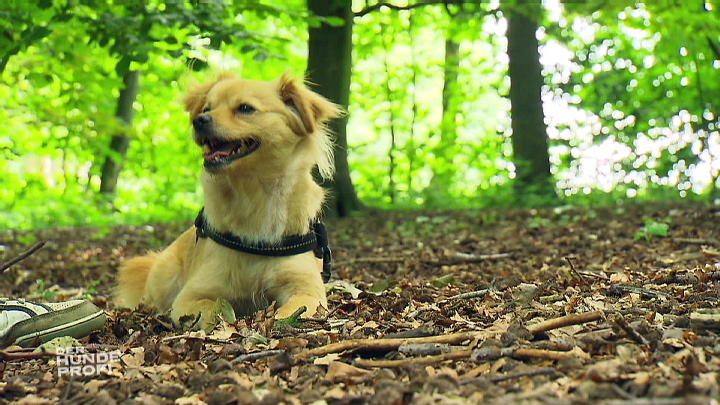 Das Training mit Hündin Fly Das Training mit Hündin Fly