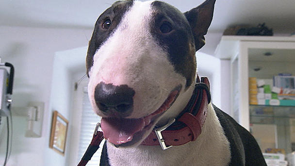 Dr. Wolf: Bullterrier Jackson hat die Nase voll Dr. Wolf: Bullterrier Jackson hat die Nase voll