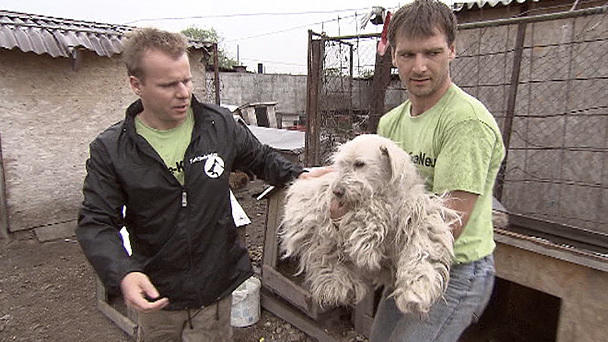 Harte Hunde: Folge 9 - Alte Probleme und eine neue Zukunft Harte Hunde: Folge 9 - Alte Probleme und eine neue Zukunft