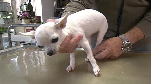 Dr. Wolf: Chihuahua leidet an Ataxie Dr. Wolf: Chihuahua leidet an Ataxie