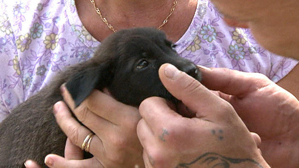 Harte Hunde: Folge 8 - Hilfe für Welpen in Logoj Harte Hunde: Folge 8 - Hilfe für Welpen in Logoj
