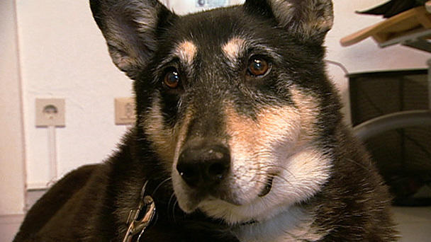Dr. Wolf erlöst die schwerkranke Medy Dr. Wolf erlöst die schwerkranke Medy