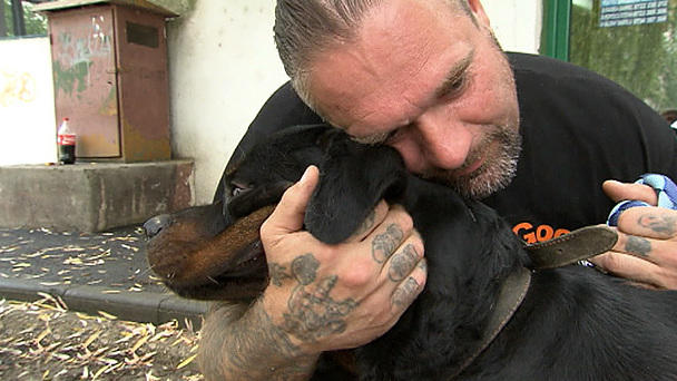 Tierschützer entdecken angeketteten Rottweiler Tierschützer entdecken angeketteten Rottweiler