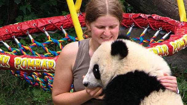 Pandababy Fu Hu - Der Star im Tiergarten Schönbrunn Pandababy Fu Hu - Der Star im Tiergarten Schönbrunn