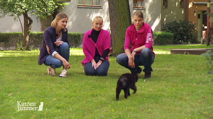 Warum miaut Katze Vicky permanent? Warum miaut Katze Vicky permanent?