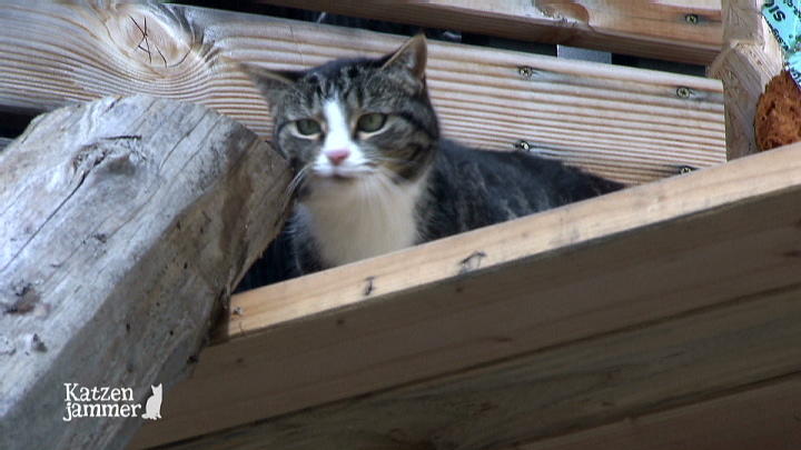 Ein Katzengehege für Heino und Carla Ein Katzengehege für Heino und Carla