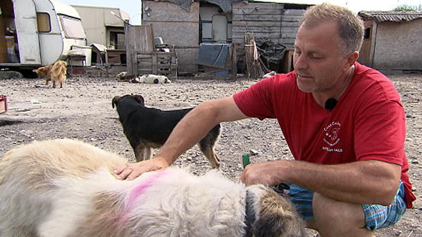 Harte Hunde - Umzug in ein neues Leben Harte Hunde - Umzug in ein neues Leben
