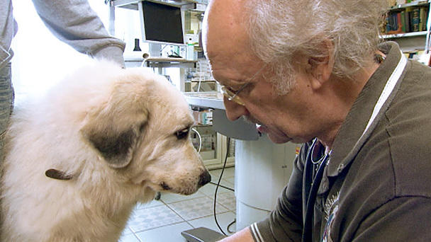 Dr. Wolf: Hat Pyrenäenberghündin Schirani einen Knochentumor? Dr. Wolf: Hat Pyrenäenberghündin Schirani einen Knochentumor?