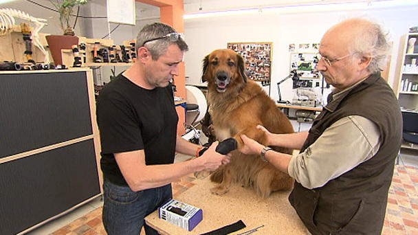 Dr. Wolf: Bandagen in der Tierorthopädie Dr. Wolf: Bandagen in der Tierorthopädie