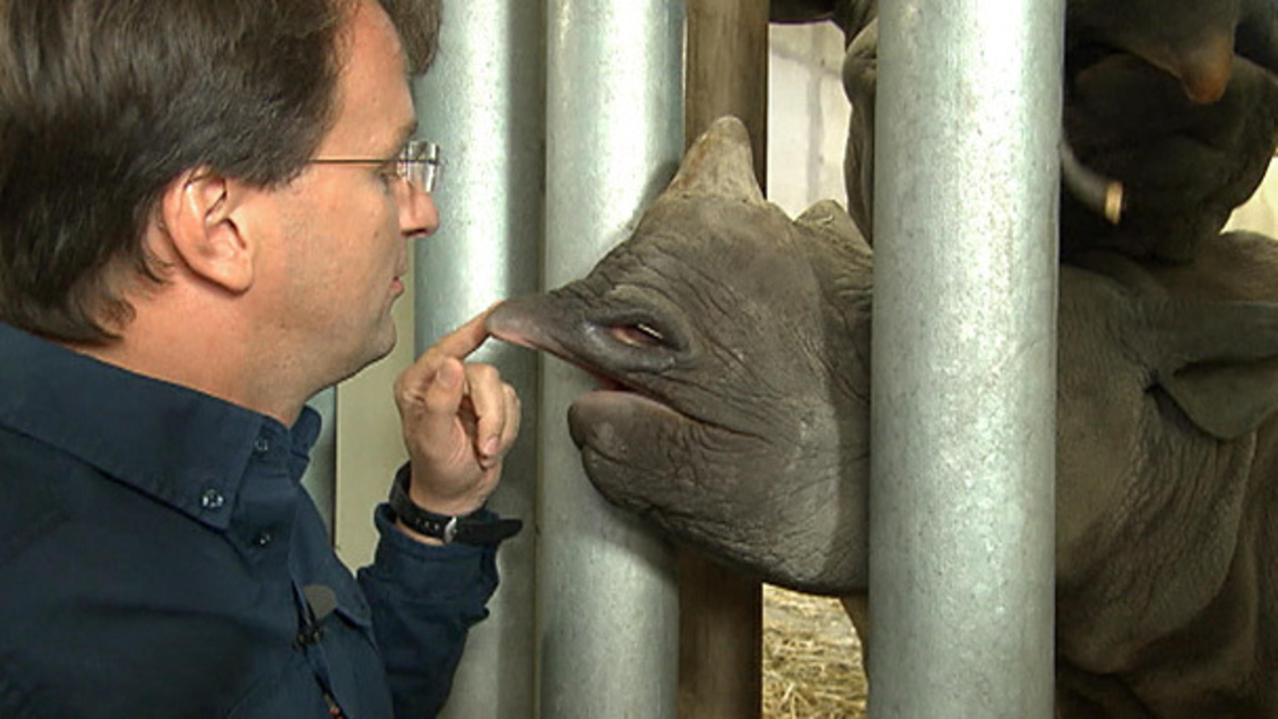 Besuch bei einem Spitzmaul-Nashornbaby Besuch bei einem Spitzmaul-Nashornbaby