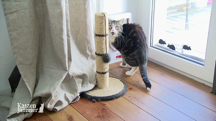 Kann Birga Dexel den Katzenstreit schlichten? Kann Birga Dexel den Katzenstreit schlichten?